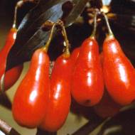 Саженец Кизил Элегантный в контейнере